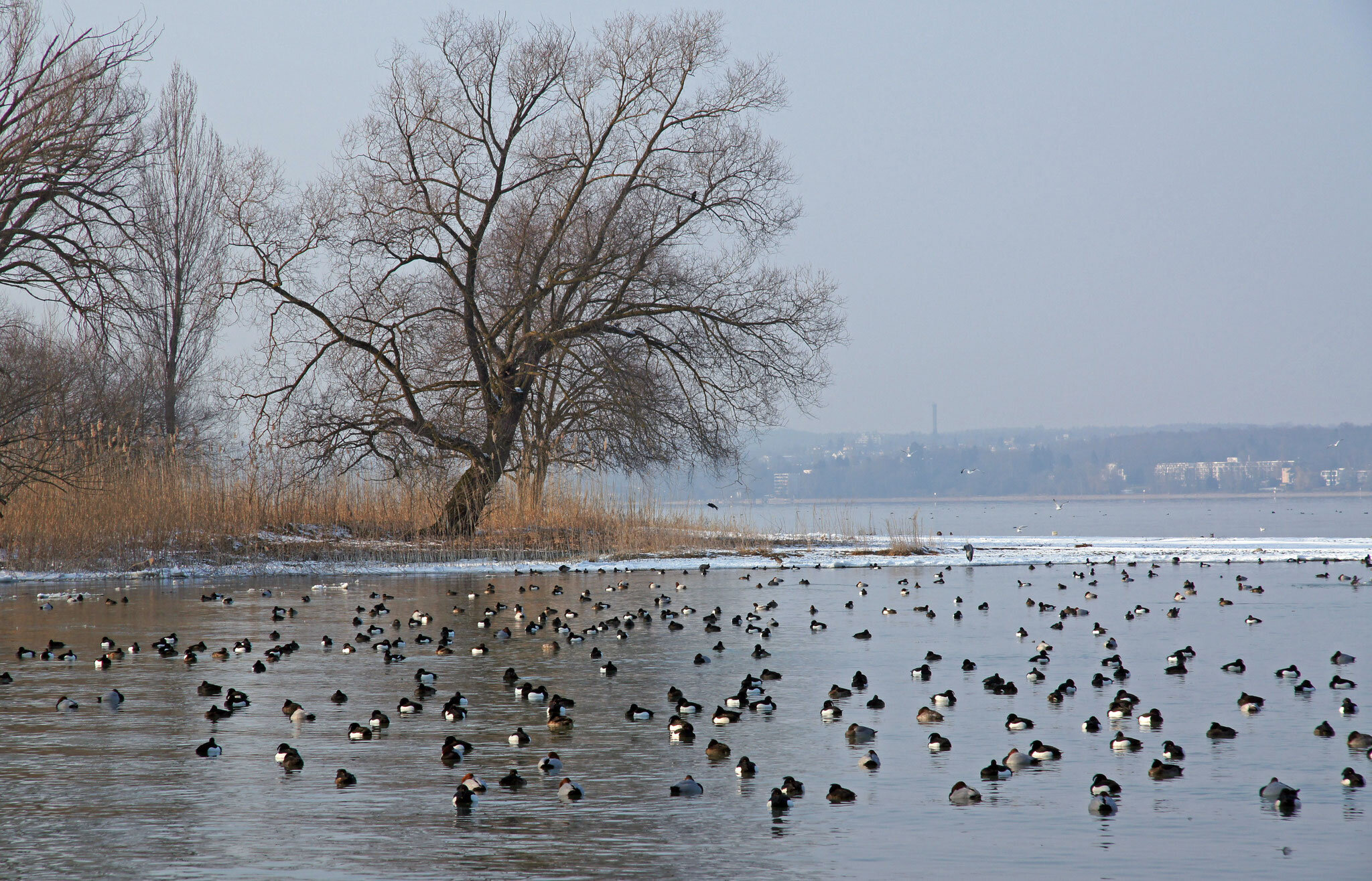 Wasservogel-Exkursion - Wollmatinger Ried