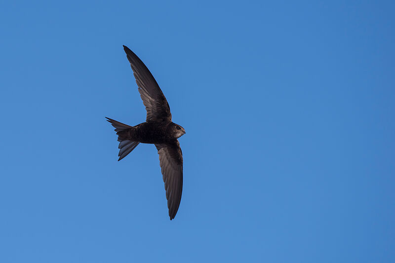 Mauersegler (Foto: Michael Gerber / Birds-online.ch)