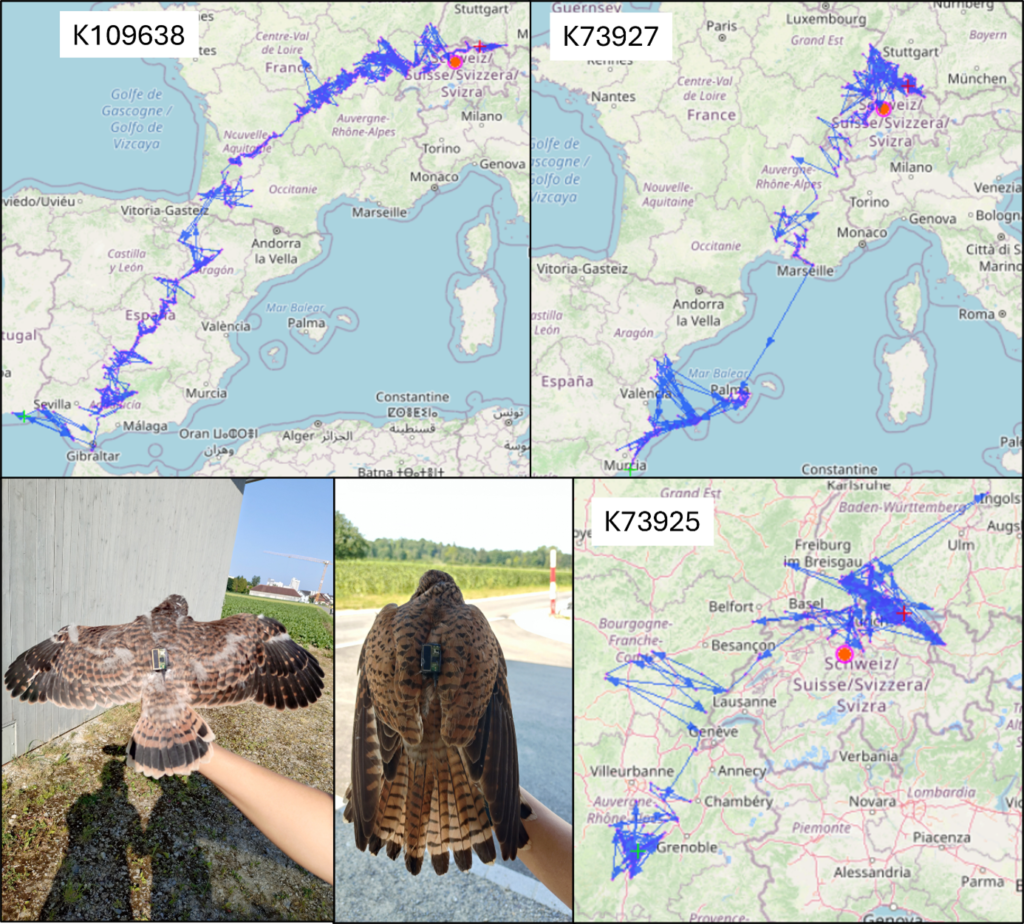 Drei Wander¬routen von diesjährigen Turmfalken aus dem Thurgau. Unten links zwei Turmfalken – ein Jungvogel aus diesem Jahr und ein adultes Weibchen – mit den Sigfox-Loggern.
