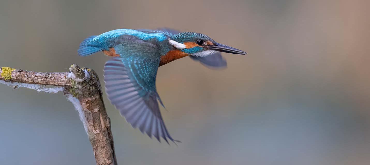 Eisvogel - Vogel des Jahres 2026 (Foto: Beat Rügger)