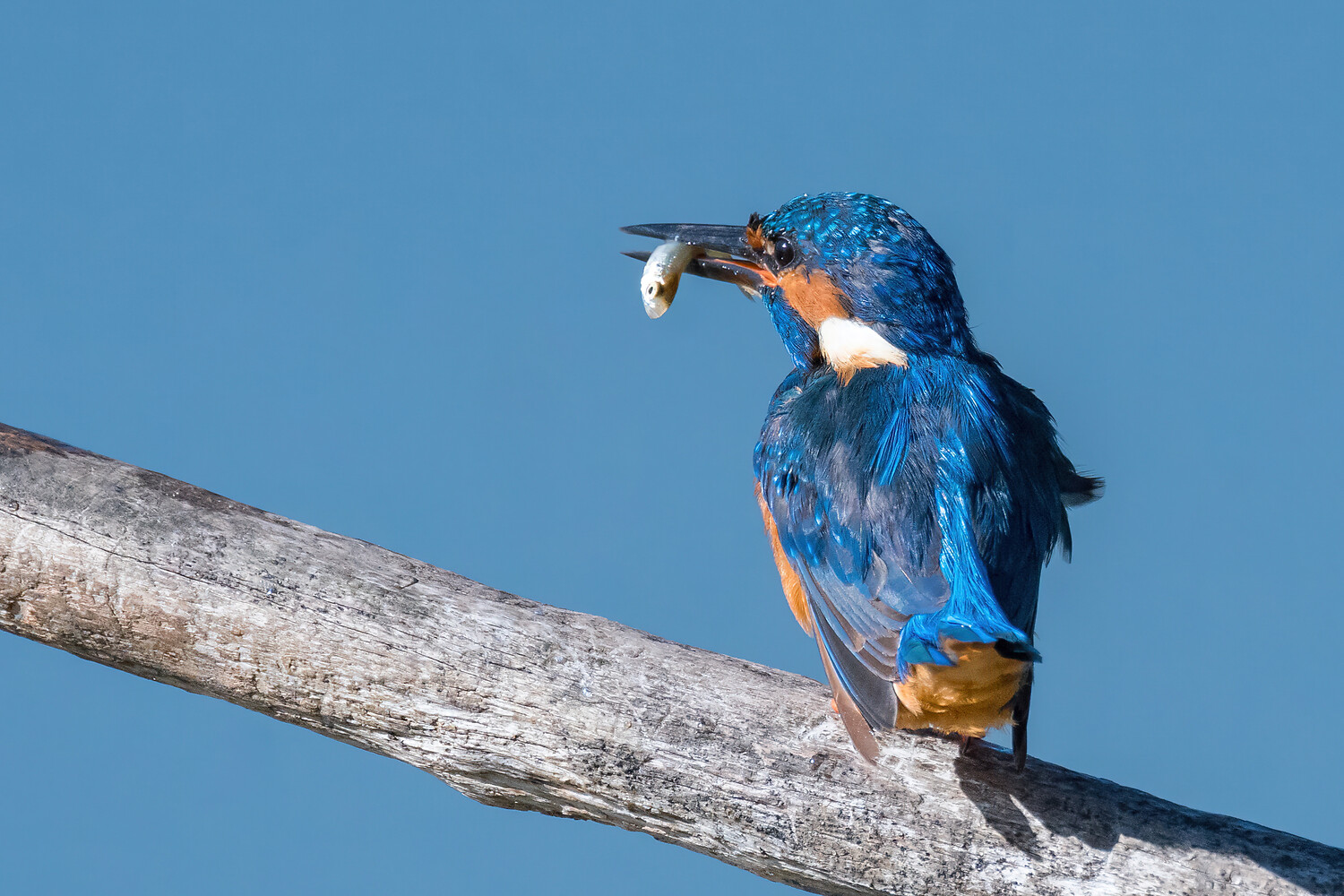 Eisvogel - Vogel des Jahres 2026 (Foto: Markus Nobel)