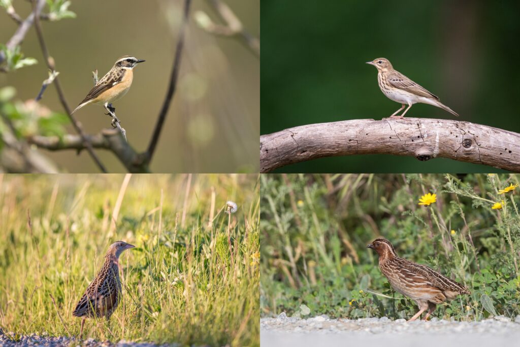 Fotos: Michael Gerber / Birds-online.ch